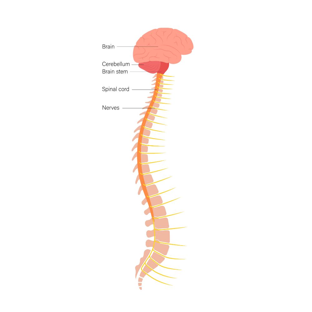 Study Shows Spinal Cord Stimulation Can Help Stroke Victims